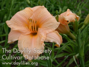 Daylily Bunny Puff